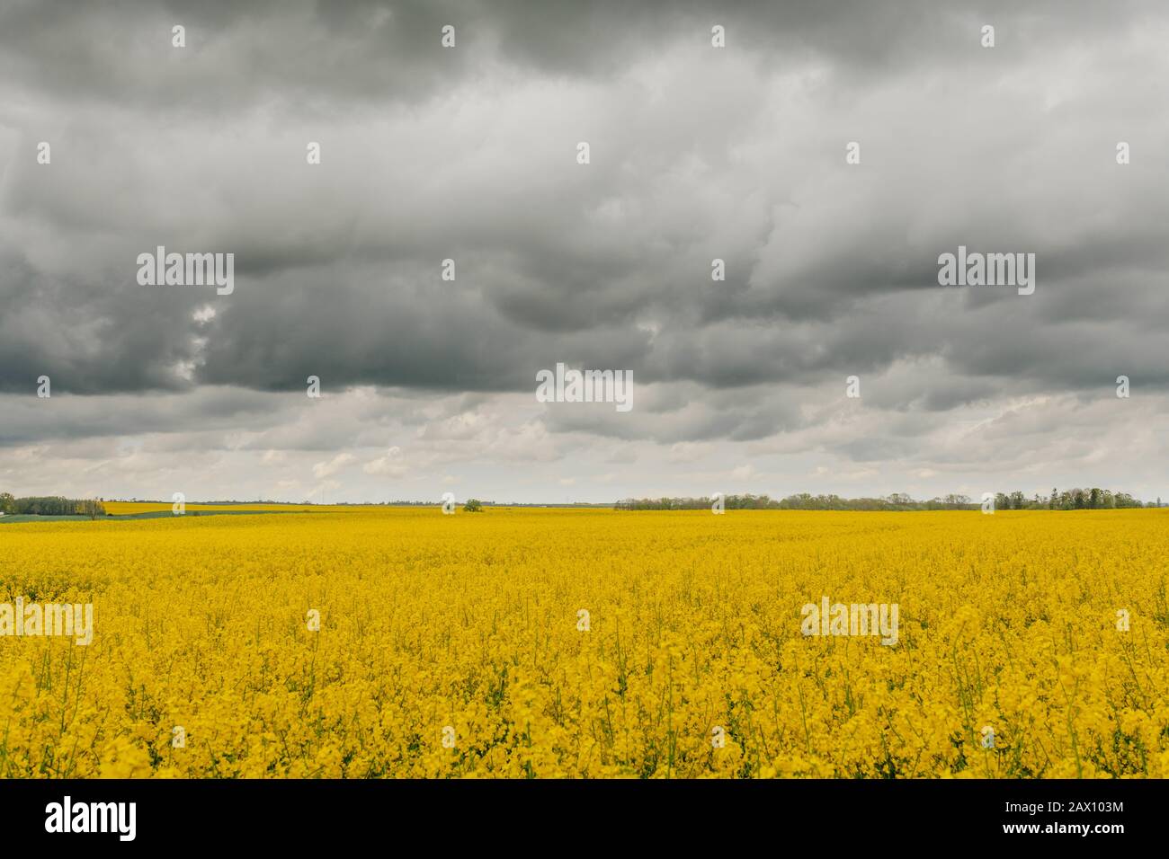 Agricultural Growth Various Fields Agriculture Farming Field Stock