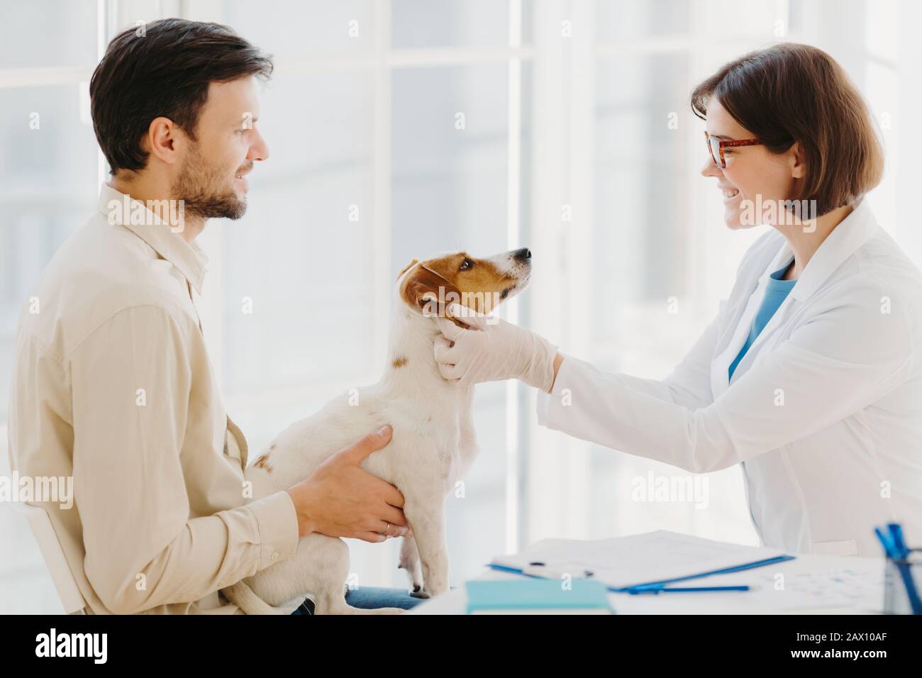 Professional veterinarian doctor makes checkup of jack russel terrier dog in clinic, wears white coat and medic gloves, going to vaccinate. Dod owner Stock Photo