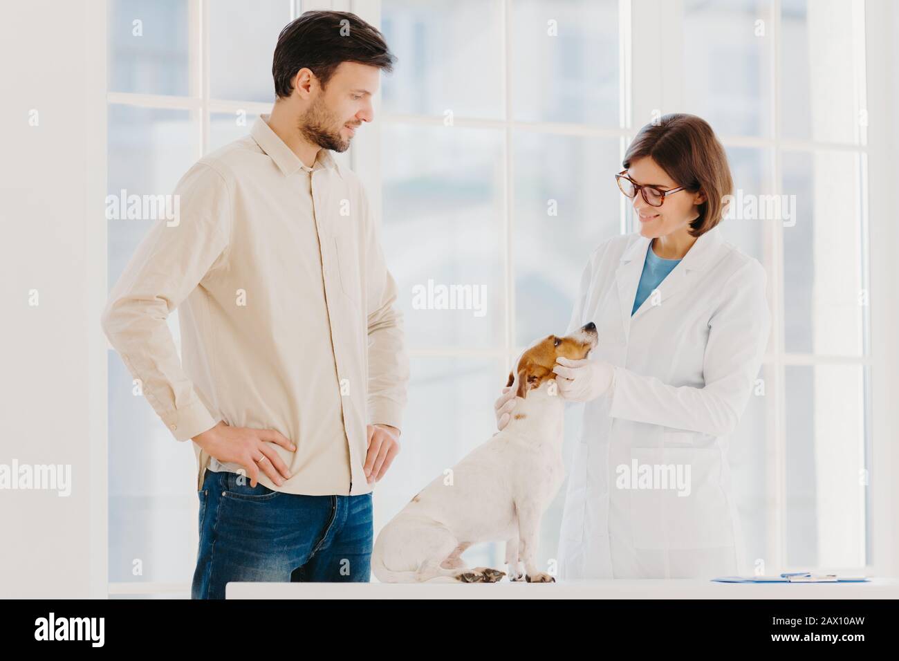 Medicine and pet care concept. Woman veterinarian wears white gown, spectalces, medic gloves, examines jack russell terrier, visit vet clinic. Man own Stock Photo
