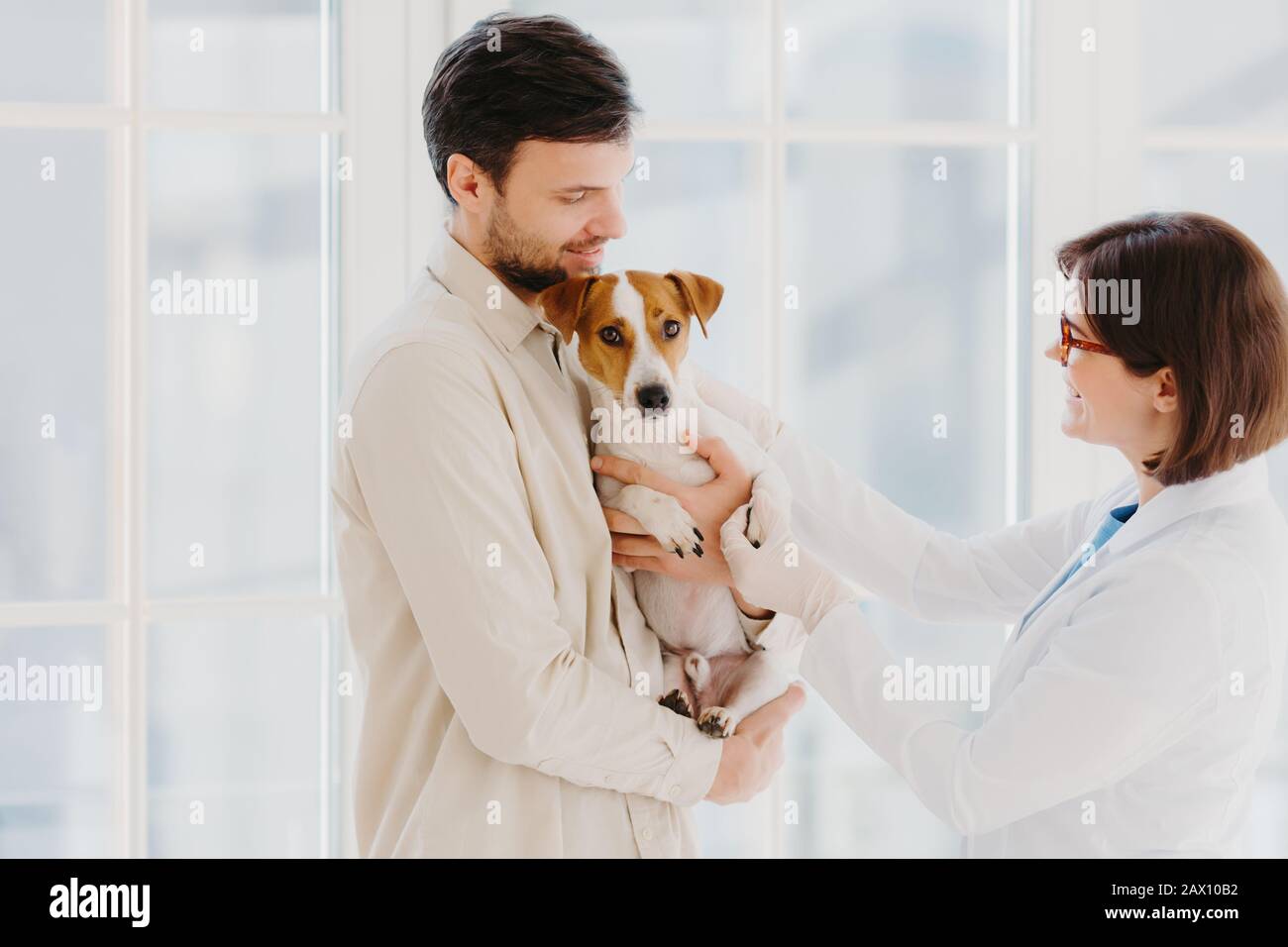 Animal care and diagnosis concept. Shot of vet, dog owner and jack