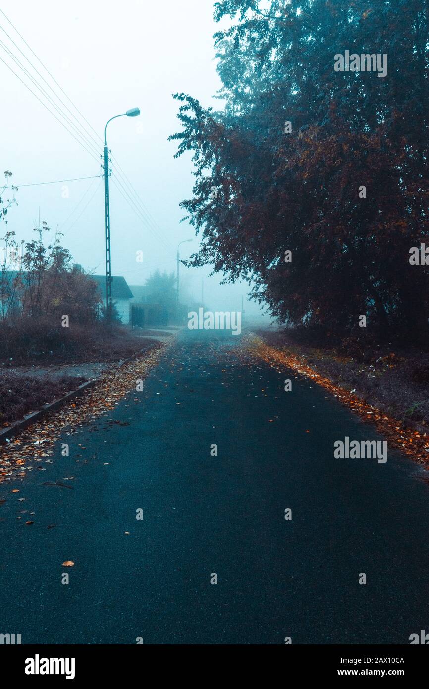 Empty foggy asphalt road with trees in the background and leafs on the ...