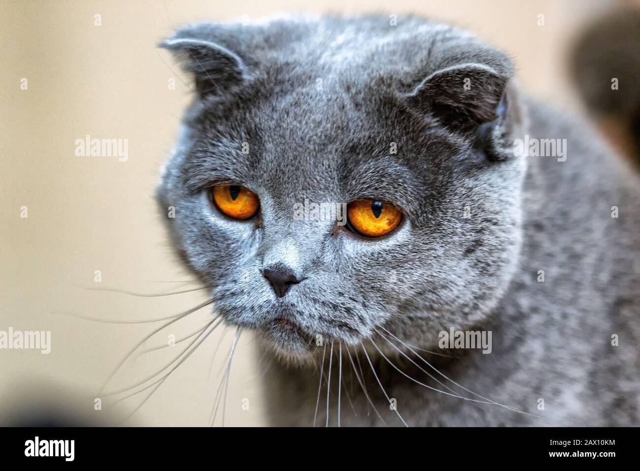 The Scottish Fold is a breed of domestic cat with a natural dominant