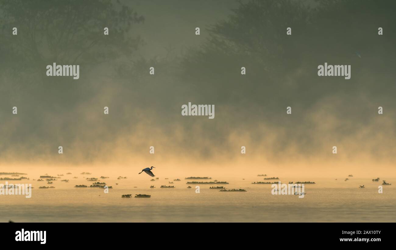 A Silhouette of a bird flying over a lake during beautiful sunrise and mist rising over water  Stock Photo