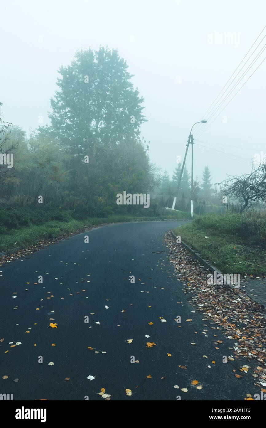 Empty foggy asphalt road with trees in the background and leafs on the ...