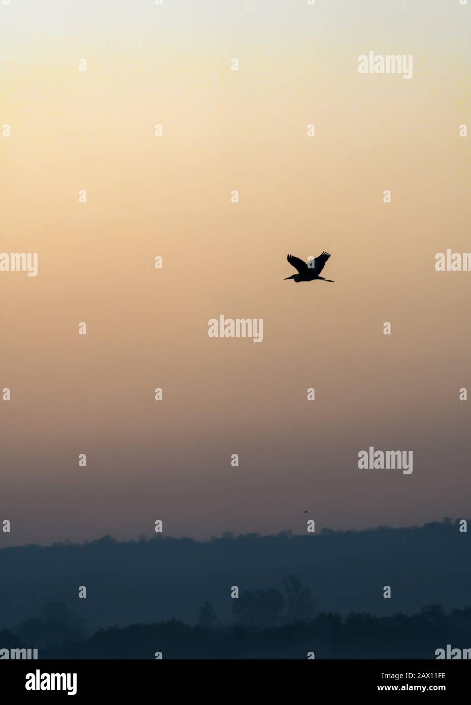 A Silhouette of a bird flying over a beautiful sunrise sky  Stock Photo