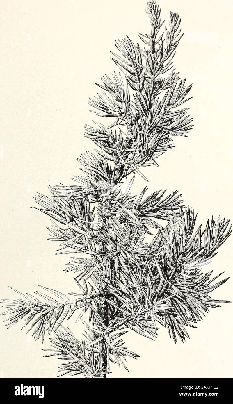 The cypress and juniper trees of the Rocky Mountain region . CUPRESSUS GLABRA: FOLIAGE AND NEWLY RlPENED CLOSED CONES.a, Male flower buds (in autumn); b, new shoot showing large form of leaves. Bui. 207, U. S. Dept. of A^ricultur Plate VI.. m JUNIPERUS COMMUNIS: STERILE BRANCH. Bui. 207, U. S. Dept. of Agriculture. Plate VII. Stock Photo