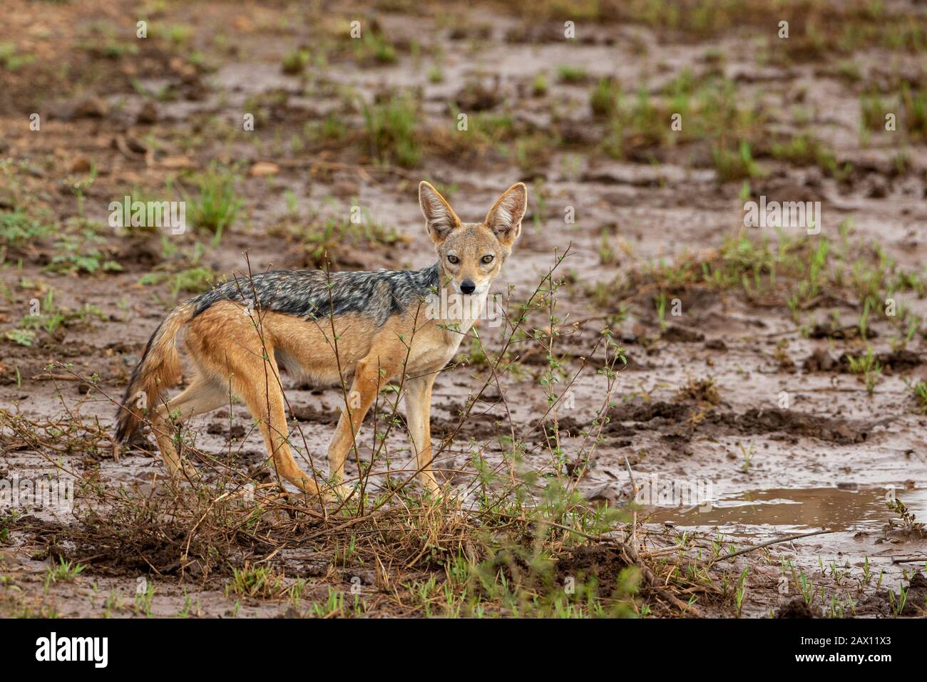 Black-backed Jackal seen at Masai Mara, Kenya, Africa Stock Photo