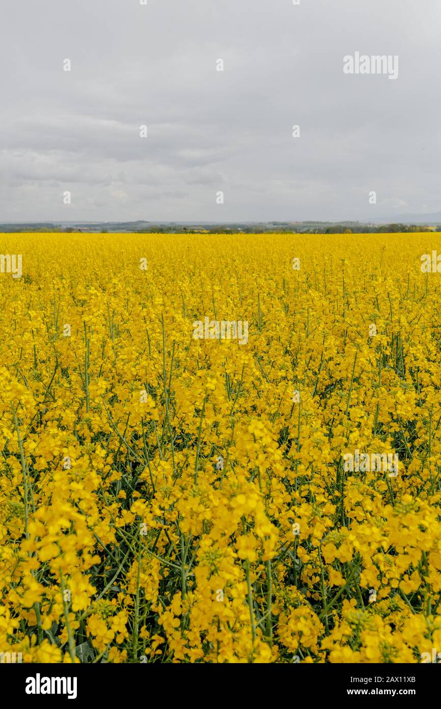 Agricultural Growth Various Fields Agriculture Farming Field Stock