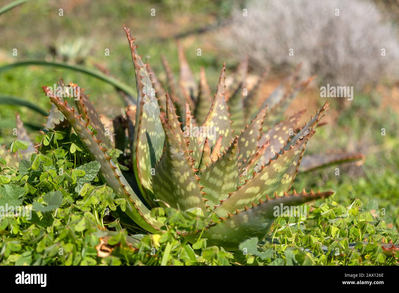 Aloe Vera healthy green succulent plant in between clovers. A fresh natural  cactus for homeopathy, medicine, therapy, cosmetics, closeup view, blur ba  Stock Photo - Alamy