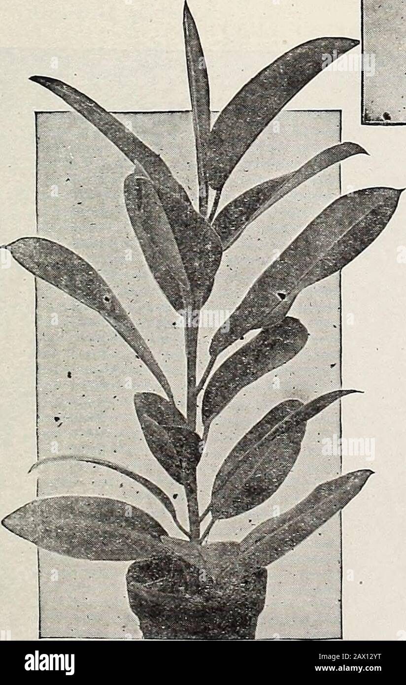 Dreer's autumn catalogue 1920 . 50per CYPERUS {Umbrella Plant)AlternifoHus. An excellent plant forthe house. .Will thrive in any goodsoil, and always presents a green andattractive appearance. It may begrown as a sub-aquatic, and in anycase should never lack a liberalsupply of water. 25 cts. each;$2.50 per doz.. Stock Photo