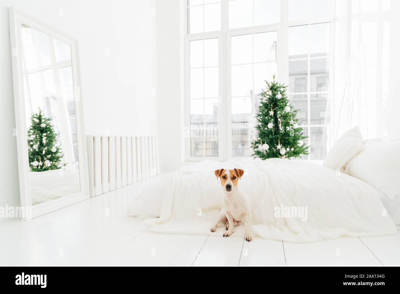Photo of jack russell terrier dog poses on floor near bed, enjoys Christmas time, decorated green fir tree stands near big window. White color prevail Stock Photo