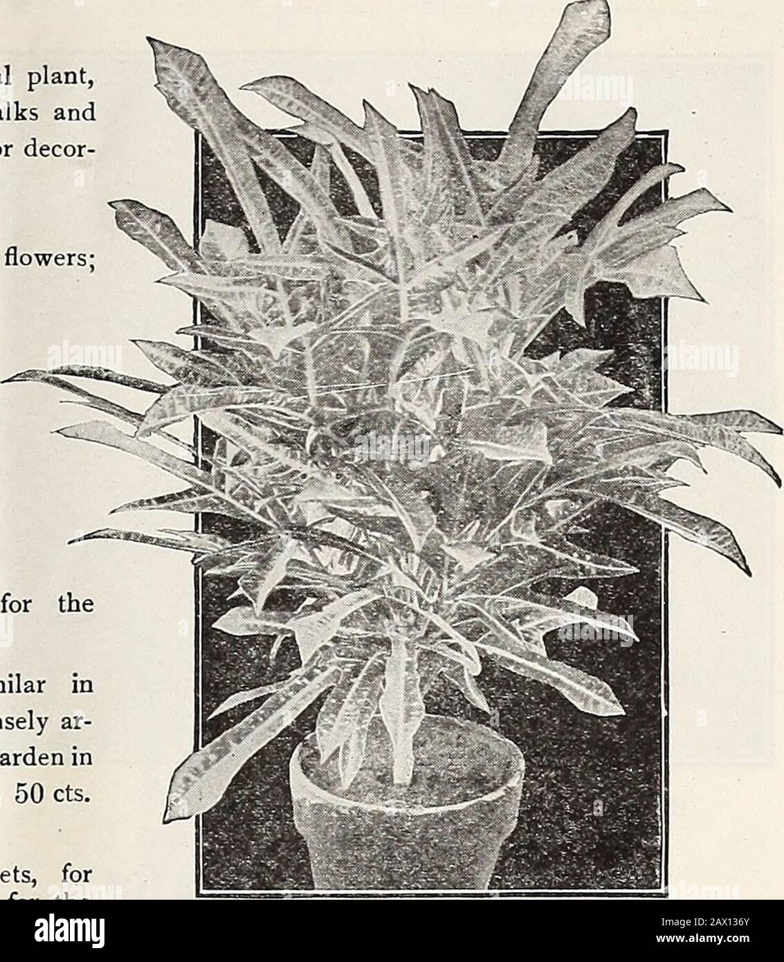 Dreer's autumn catalogue 1920 . each; $5.00 per doz. ASPARAGUS Plumosa Nanus {Asparagus Fern). If there is abetter plantfor table decoration than tliis we do not know it. The foliage ismore delicate than that of the finest Fern, being lace-like in itsfilminess. A plant with half a dozen stalks is a mass of daintymisty green, among which the stems of a few flowers can bethrust in such a laanner as to make a pretty decorationtable. 25 cts. and 50 cts. each; $2.50 and $5.00 per doz. Scandens Deflexus. This new decorative variety is similar inhabit of growth to Sprengeri, but with finer light gree Stock Photo