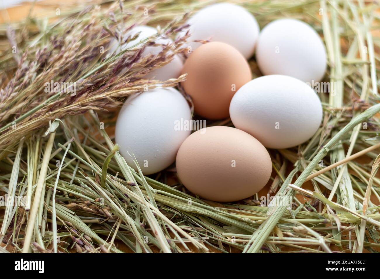 White and brown raw chicken eggs lie in a straw nest Stock Photo - Alamy