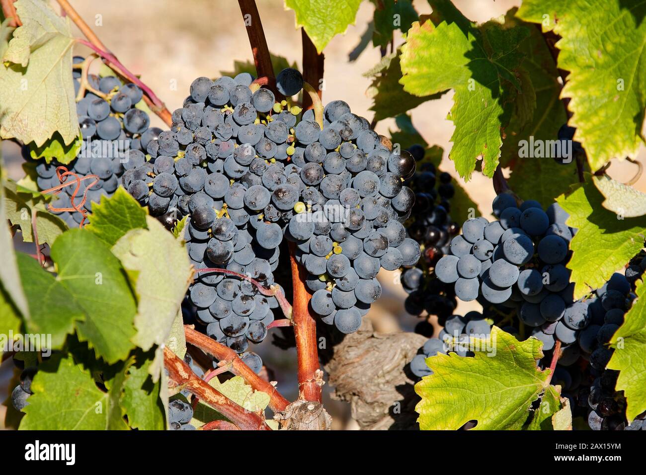 Grapes Bunches On Vine Fruit Growing Nature Vineyard Chateauneuf Du Pape Provence France Summer Stock Photo Alamy Grapes Bunches On Vine Fruit Growing Nature Vineyard Chateauneuf Du Pape Provence France Summer Stock Photo Alamy