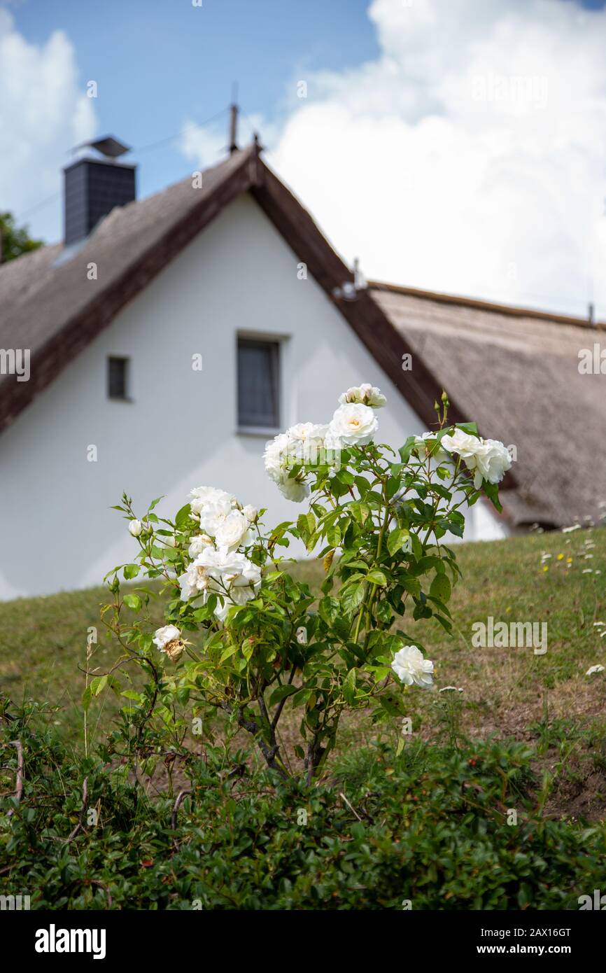 A white lilac in front of a house on a sunny day wilth cloudy sky Stock Photo