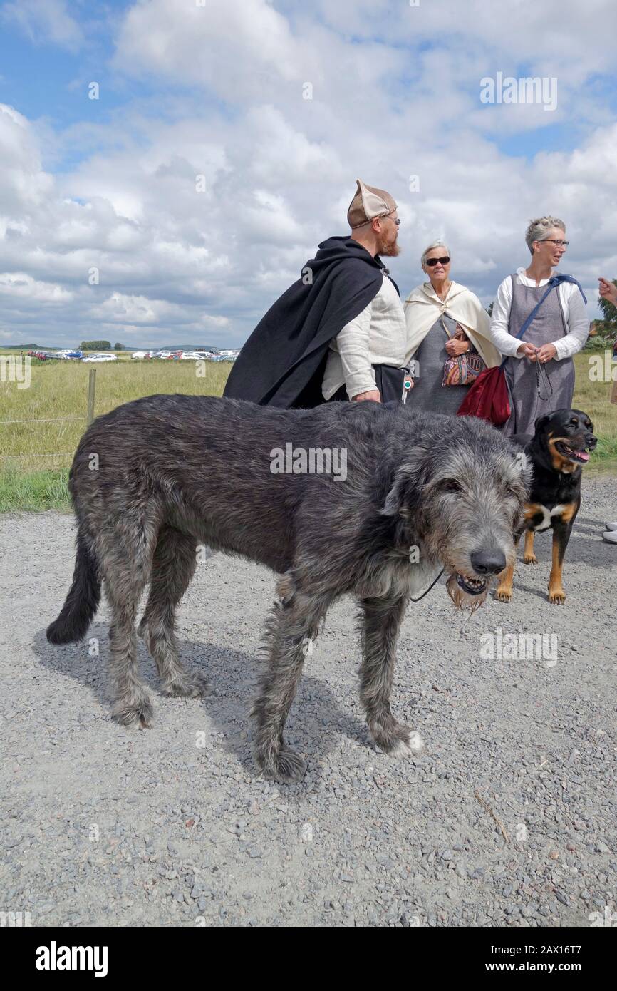 Adult Irish Wolfhound on leash with people in background. Stock Photo