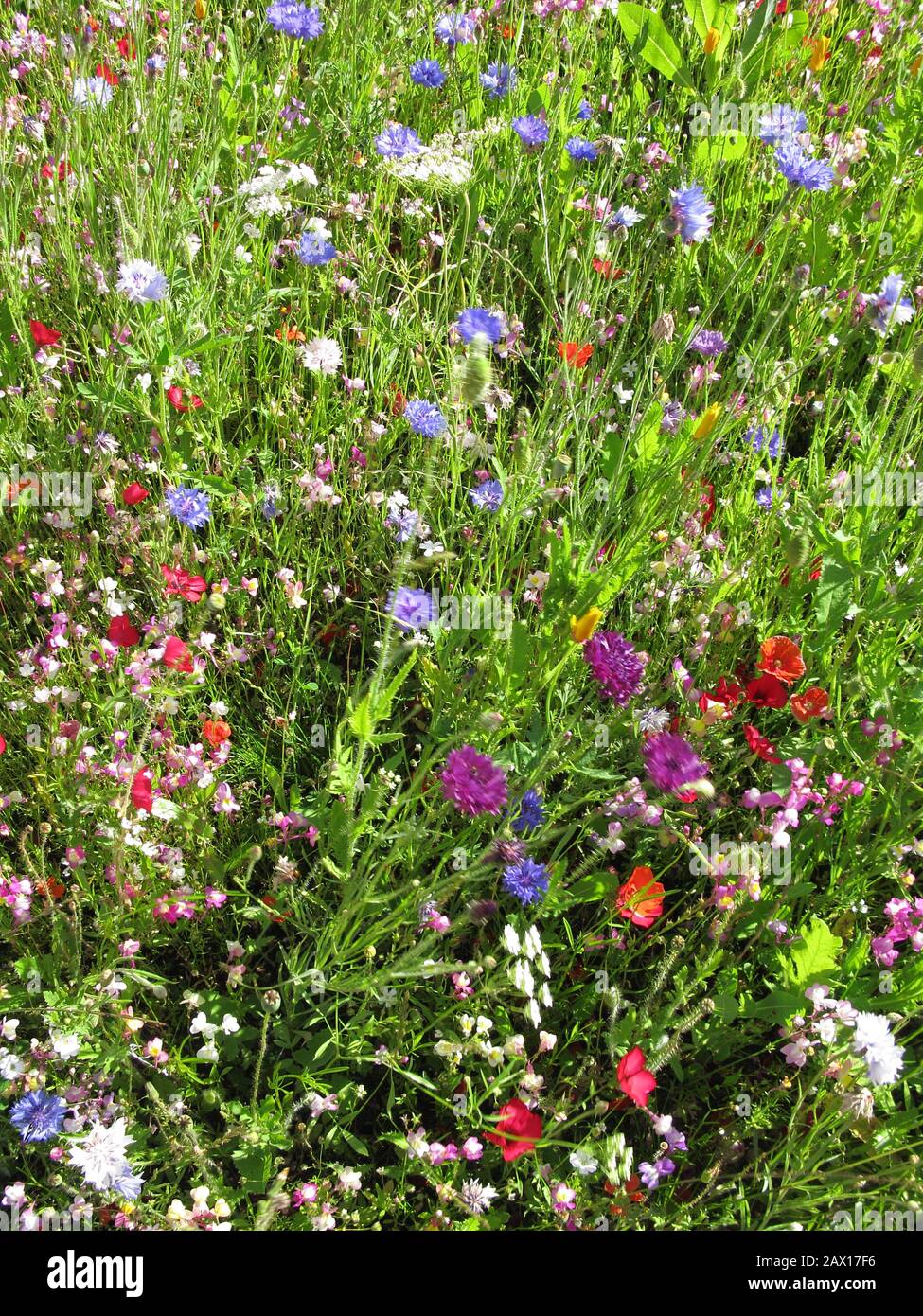 Pollen rich wildflowers hi-res stock photography and images - Alamy