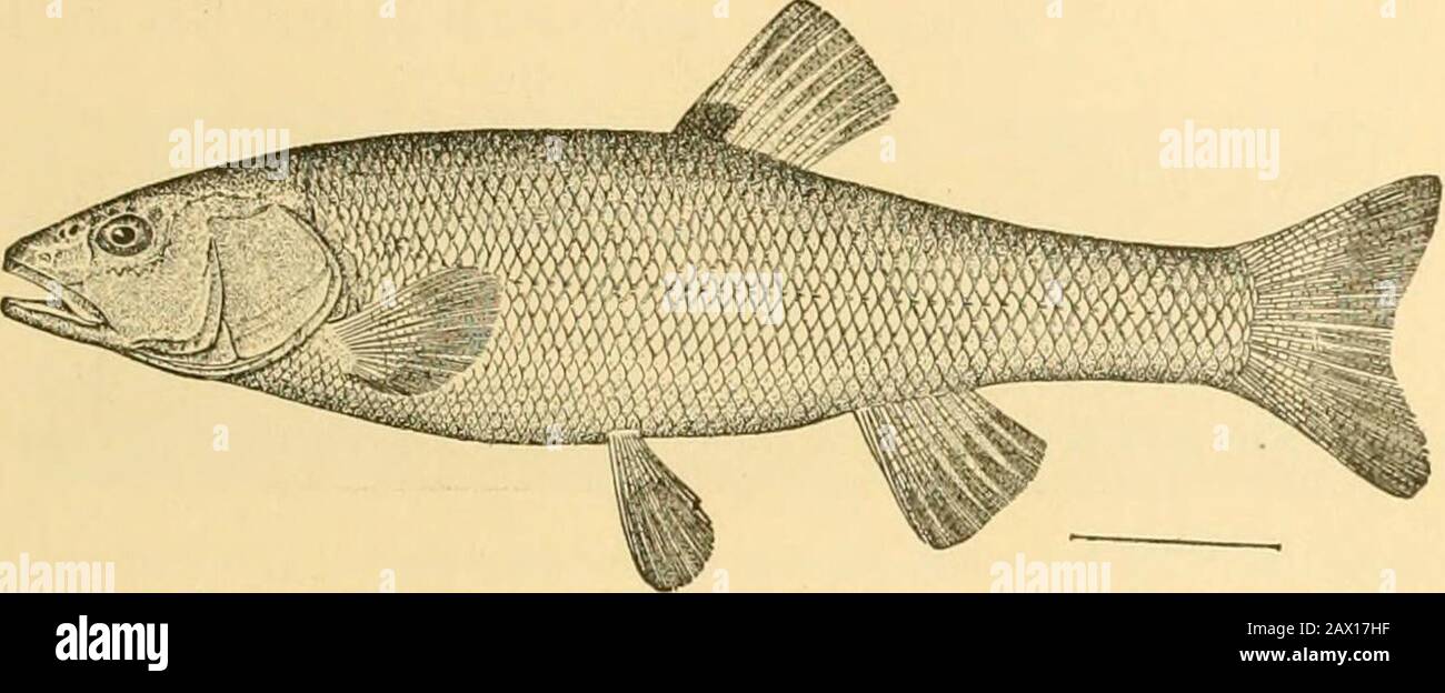 Fishes . Series Ostariophysi 387 gaster. Other European forms are the roach (Rutilus rutilus),the chub {Leuciscus cephalus), the dace {Leuciscus leuciscus),. Fig. 298.—Horned Dace, Se?nolilus atrnmaculatus (Mitchill). Aux Plaines River, Ills. Family CyprinidcE. the ide (Idus idus), the red-eye {Scardinius erythropthalmus),and the tench {Tinea tinea). The tench is the largest of theEuropean species, and its virtues with those of its more or less Stock Photo