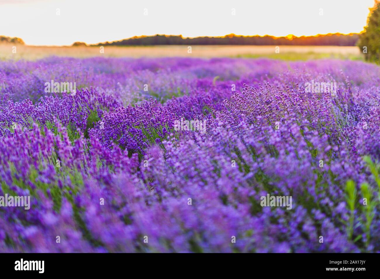 Beautiful Violet Lavender Field Agriculture Stock Photo - Alamy