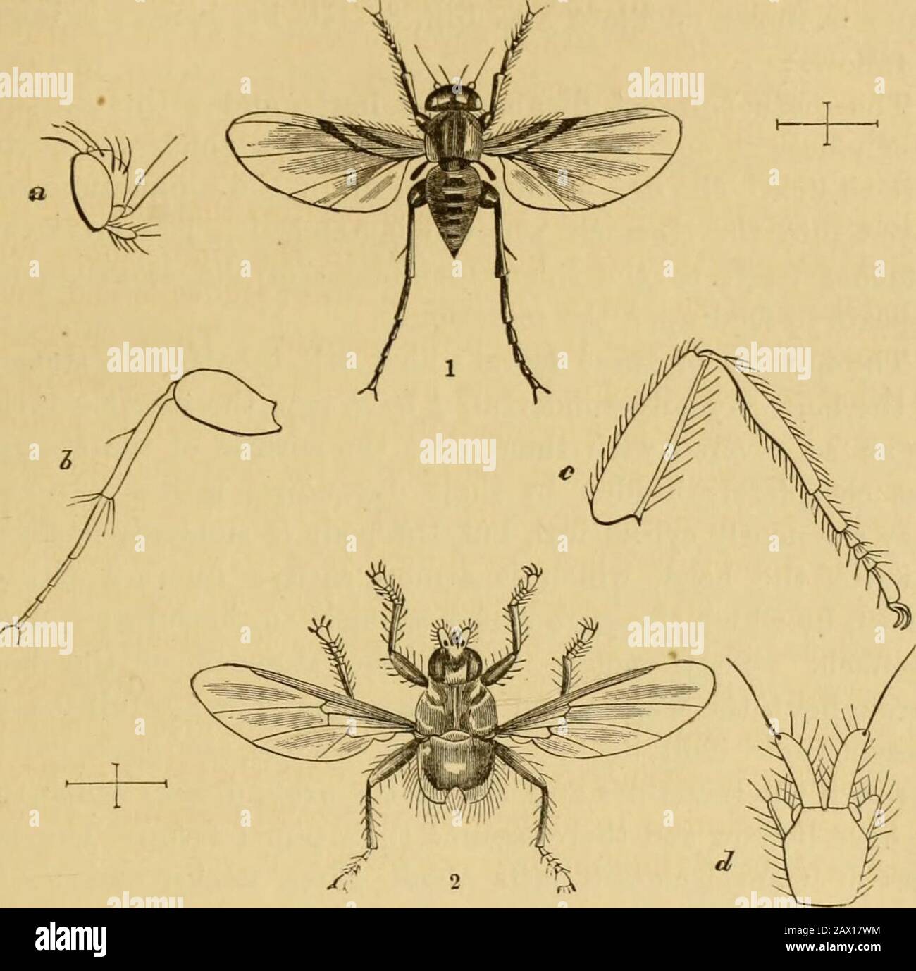 Phora Insecta Spherical Legs High Resolution Stock Photography and Images - Alamy