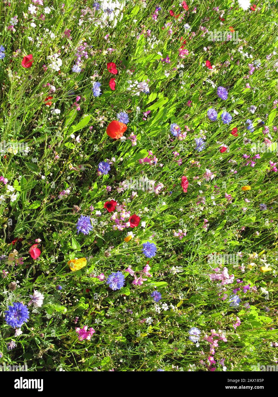 Nectar rich wildflowers hi-res stock photography and images - Alamy