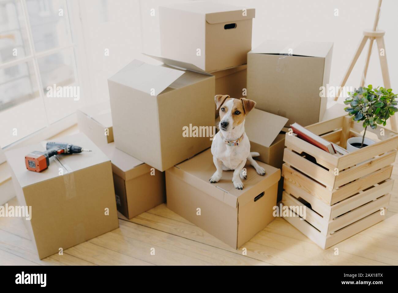 Top view of domestic animal dog poses on cardboard boxes with personal