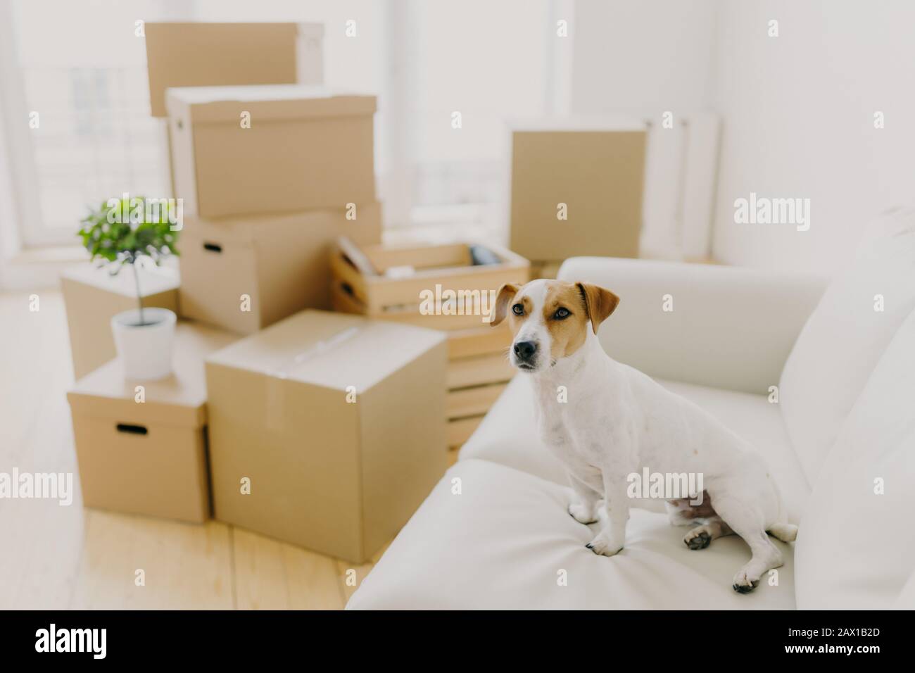 Horizontal shot of jack russel terrier poses on white confortable sofa, lives in new apartment, stack of cardboard parcels in background. Pedigree dog Stock Photo