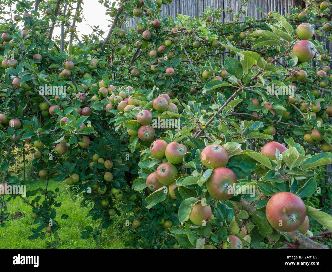 Apfelbaum mi vielen Äpfeln, Nördlinger Ries, Franken, Bayern, Deutschland | many apples on apple tree, Noerdlinger Ries, Franconia, Bavaria, Germany Stock Photo