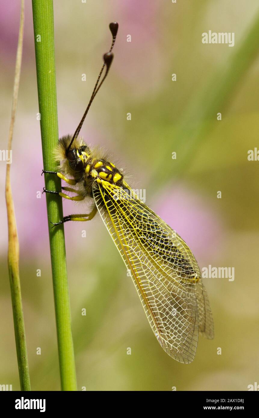 Owlfly (Libelloides ictericus of Neuroptera order) set on a green weed stem with its wing folded close and long clubbed antennae pointing up. Stock Photo