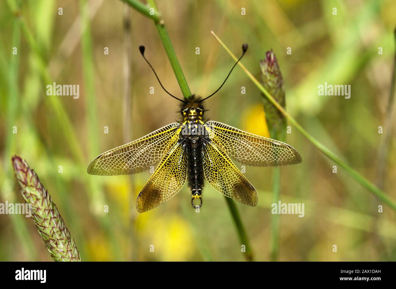 Owlfly (Libelloides ictericus of Ascalaphidae family) set on a green weed stem with its wing wide open and long clubbed antennae pointing up. Stock Photo