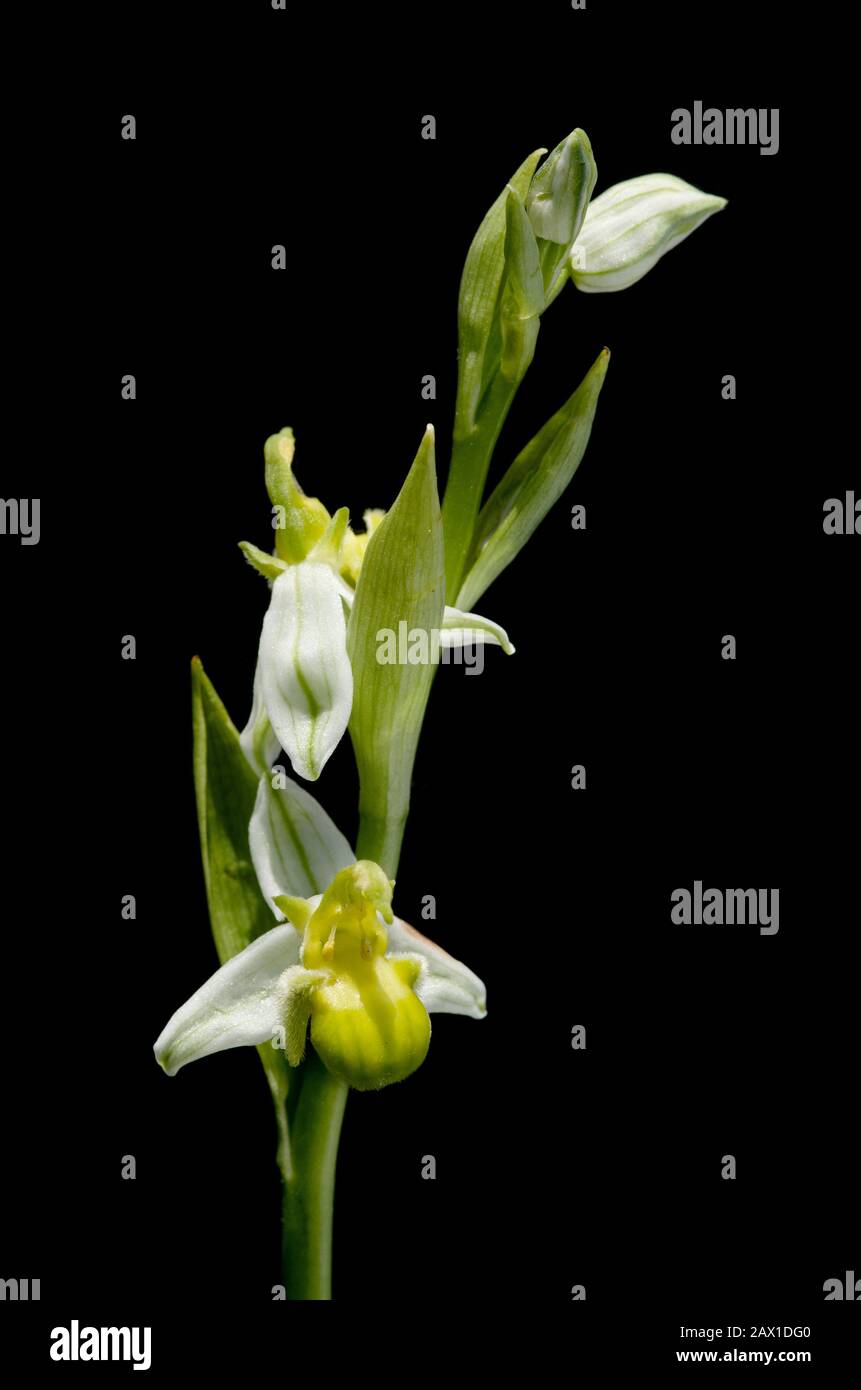 Extremely rare monochromic form of wild Bee orchid (Ophrys apifera) isolated over a black background. Green lip and white sepals with green venation. Stock Photo