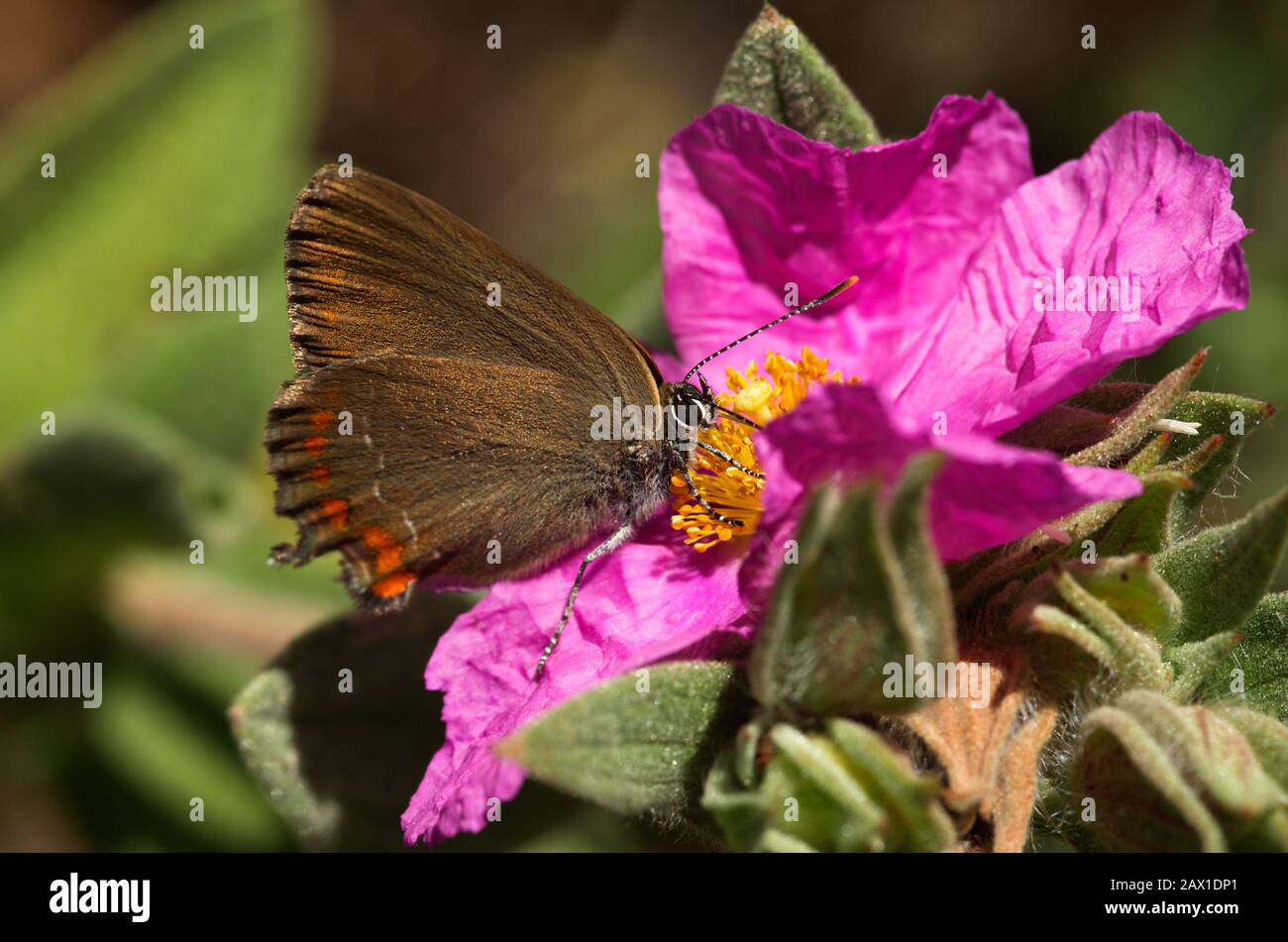 False ilex hairstreak butterfly (Satyrium esculi) set and feedind on a pink flower of Cistus albidus. Lycaenidae family. Serra da Arrabida, Portugal. Stock Photo