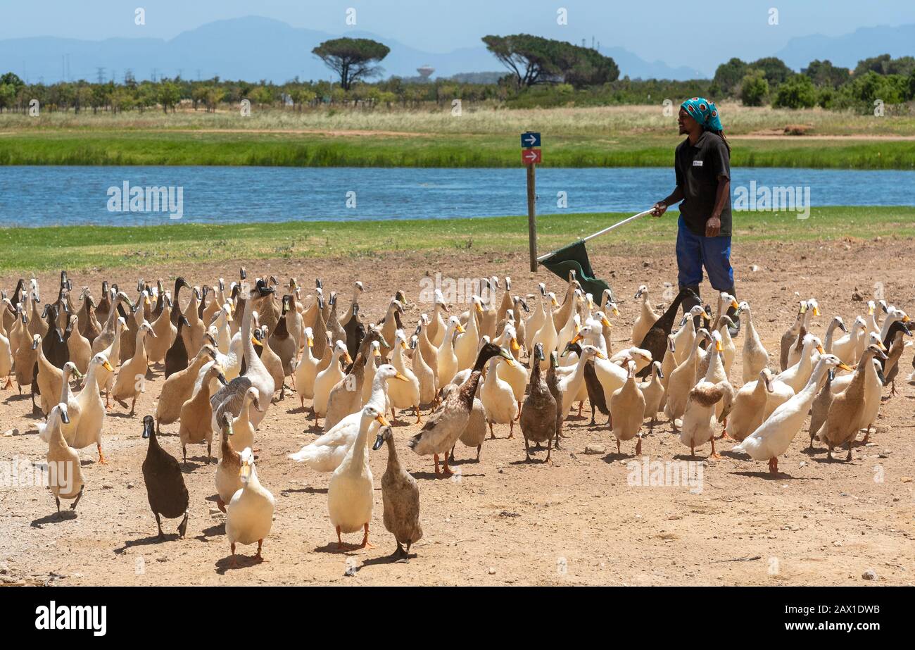 Faure near Stellenbosch, Western cape, South Africa. Indian Runner ducks being herded. They are