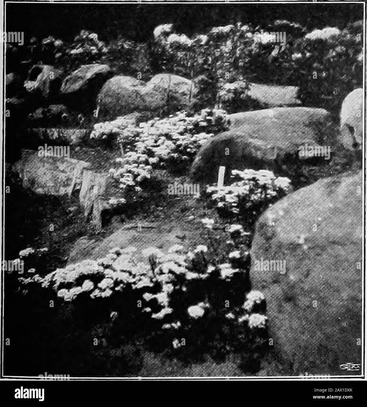 The garden that we made . owers soearly in the spring, can be put high up amongst the stonesover which it will presently ramble in every direction andshow to the best possible advantage. And the same applies to aubretia, which—if it only maybask in the sun—will completely clothe the stone blocks ina single summer ; creeping Jenny, that golden-blossomedplant which, once planted, spreads so rapidly that onemust prune it severely, or it will take the upper hand at theexpense of its neighbours, and almost invade their territory;Crucianella stylosa, with pink blossoms behaves in a similarmanner, bu Stock Photo