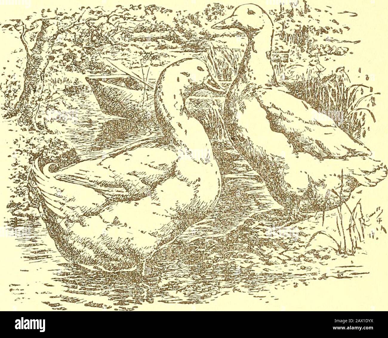 How to hatch, brood, feed and prevent chicks from dying in the shell