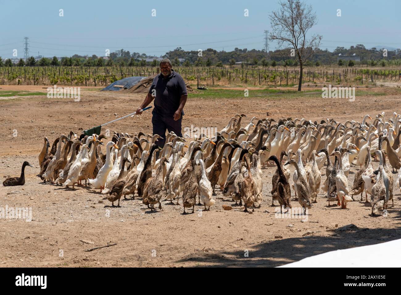 Faure near Stellenbosch, Western cape, South Africa. Indian Runner ducks being herded. They are