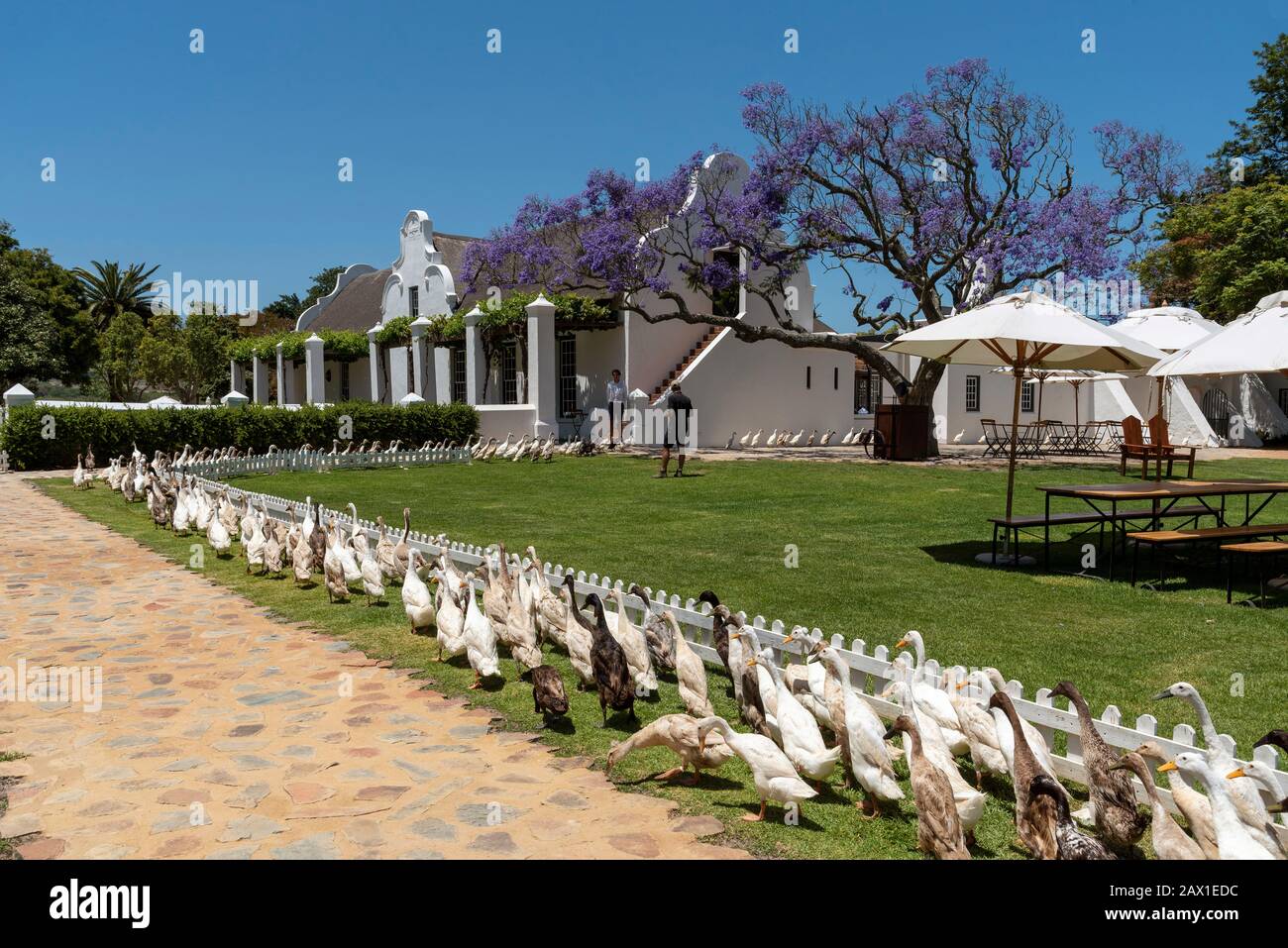 Faure, Stellenbosh, South Africa. 2019. A flock of Indian Runner ducks waddle past the homestead