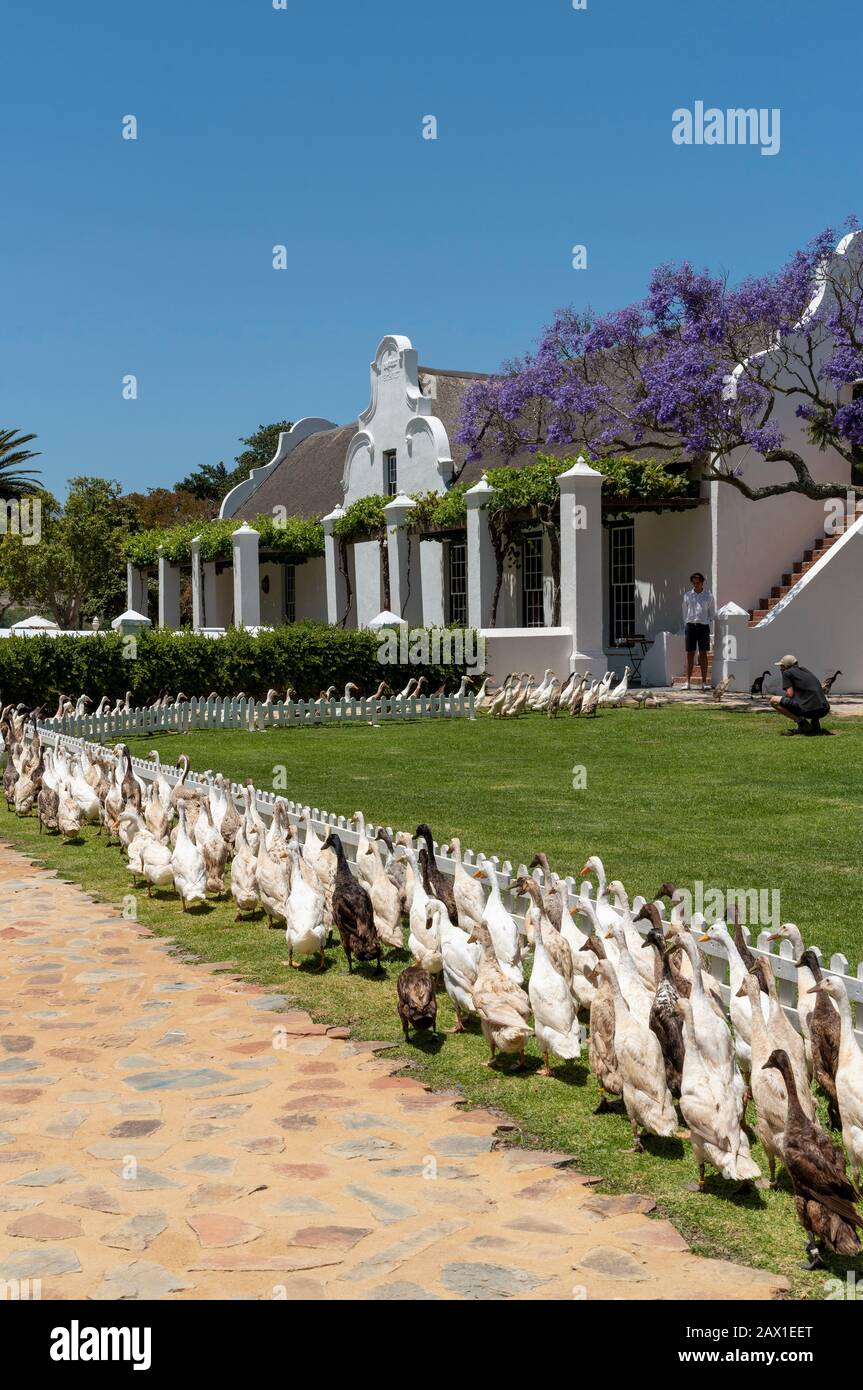 Faure, Stellenbosh, South Africa. 2019. A flock of Indian Runner ducks