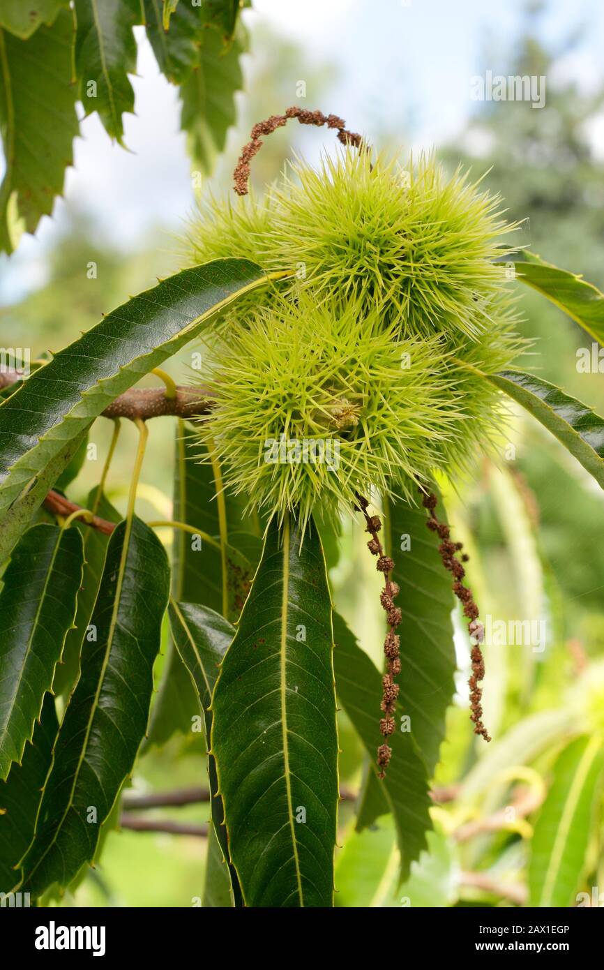 Castanea sativa 'Marron de Lyon' French variety of Sweet chestnut tree said to bear large nuts. Stock Photo