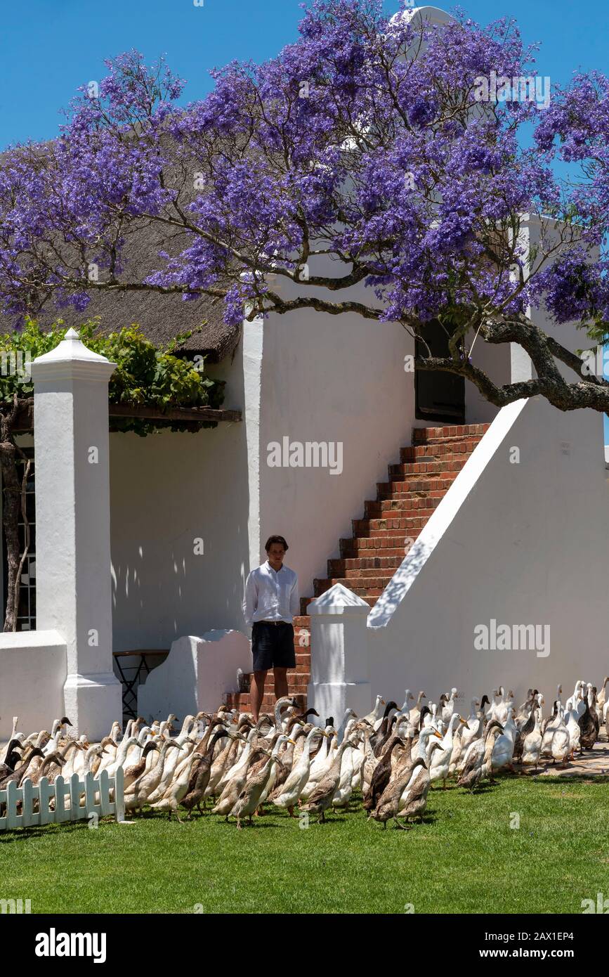 Faure, Stellenbosh, South Africa. 2019. A flock of Indian Runner ducks waddle past the homestead