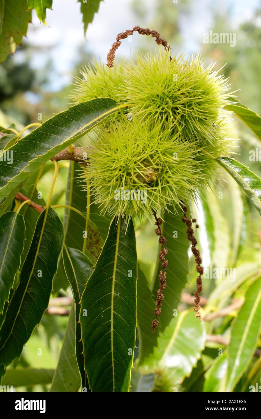 Castanea sativa 'Marron de Lyon' French variety of Sweet chestnut tree said to bear large nuts. Stock Photo