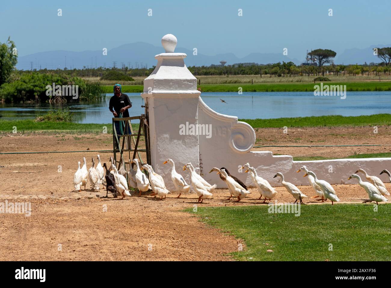 Faure near Stellenbosch, Western cape, South Africa. Indian Runner ducks being herded. They are