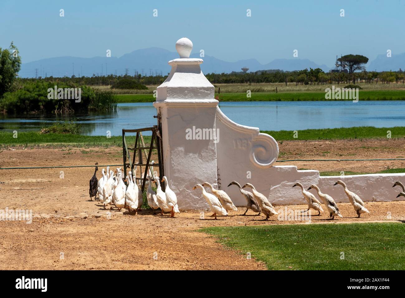 Faure near Stellenbosch, Western Cape, South Africa. flock of Indian Runner ducks waddle past the homestead at Vergenoegt wine estate Stock Photo