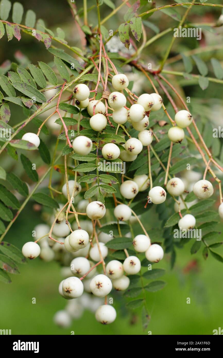 Sorbus 'Harry Smith' rowan berries. Mountain ash 'Harry Smith' tree displaying clusters of white berries in early autumn. UK Stock Photo