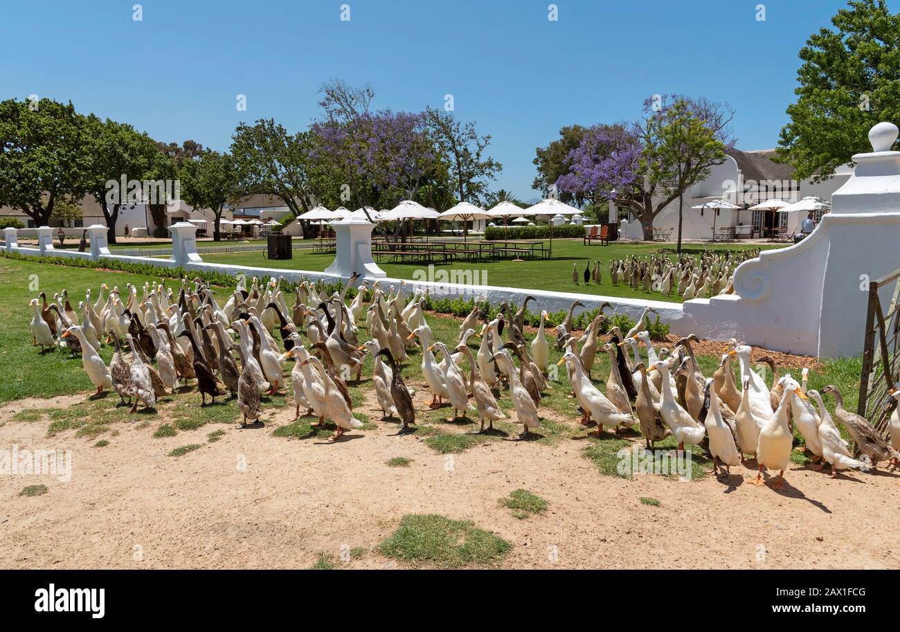 Faure, Stellenbosh, South Africa.  2019. The flock of Indian Runner ducks waddle past the homestead at Vergenoegt wine estate at Faure, South Africa Stock Photo