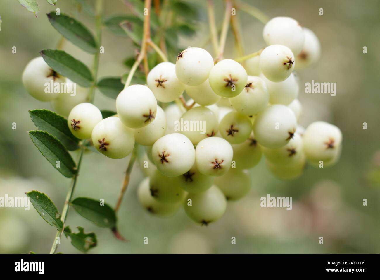 Sorbus 'Harry Smith' rowan berries. Mountain ash 'Harry Smith' tree displaying clusters of white berries in early autumn. UK Stock Photo
