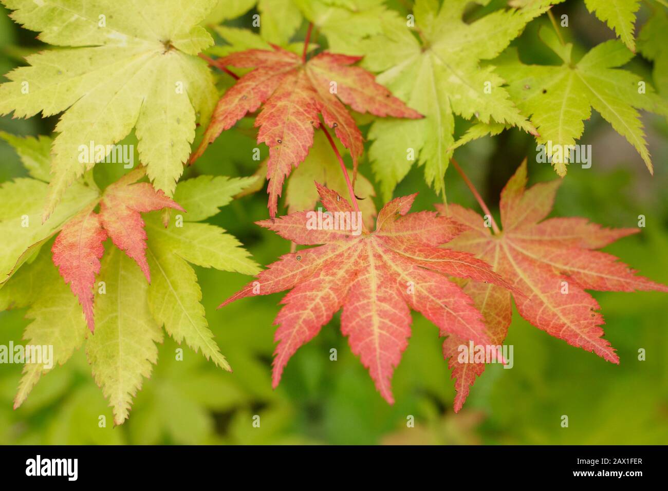 Acer palmatum 'Summer Gold' Japanese maple leaves displaying  red tinged leaves in early autumn. UK Stock Photo