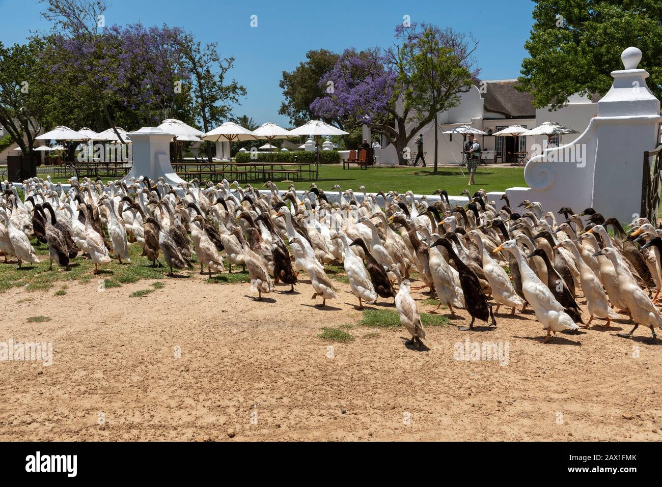 Faure, Stellenbosh, South Africa. Dec 2019. The flock of Indian Runner ducks waddle past the homestead at Vergenoegt wine estate at Faure, South Afric Stock Photo