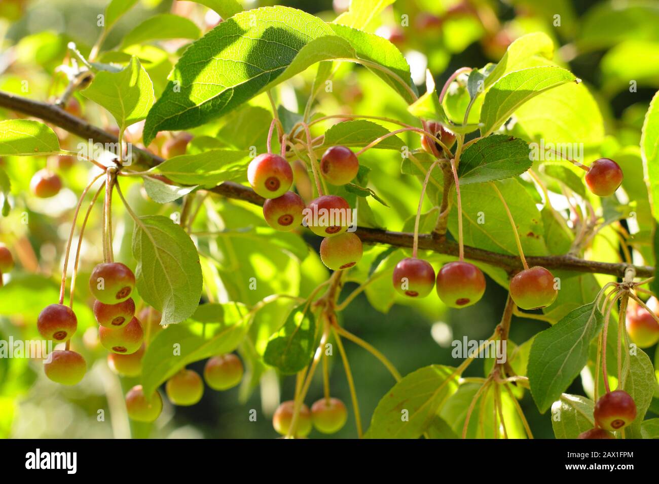 Malus hupehensis. Hupeh crab apple tree fruits in an autumn garden. UK Stock Photo