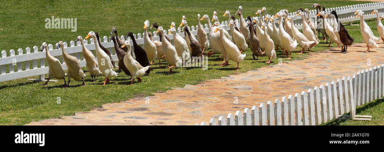 Indian runners hires stock photography and images Alamy